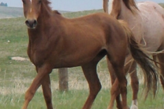 tuesday keft trotting 5-28-11