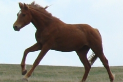 tuesday left cantering 5-20-10