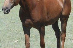 tuesday left front 5-2012