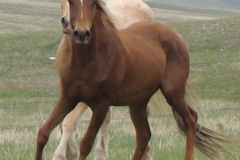 tuesday left frontish trotting 5-28-11