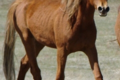 tuesdy rt frontish trotting in 5-16-10