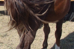 Urchin rear rtish 9-20-14