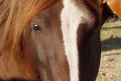 urchin face closeup 2 92908