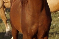 urchin front alert 71208