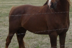 urchin front rtish posed stretched 5-28-11