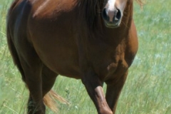 urchin front rtish walking 6-28-09