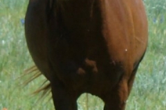 urchin front walking in 6-28-09