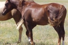 urchin left reaish 8808