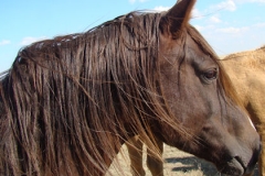 urchin profile rt 9-20-14