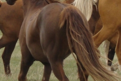 urchin rear leftish 5-28-11