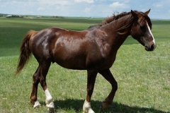 urchin rt stepping 5-31-14