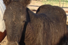 drew-face-and-topline-7-9-12