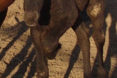 drew-front-left-hoof-up-7-9-12