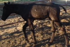 drew-left-front-in-shadow-7-9-12