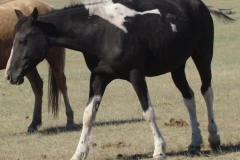 maggs front left turning rt 6-28-13