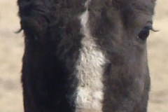 magpie face closeup 11-2-12