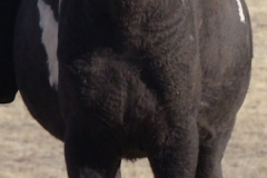 magpie front 11-2-12