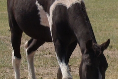magpie front rtish head down stepping 7-21-13