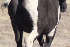 magpie rear rtish 11-2-12