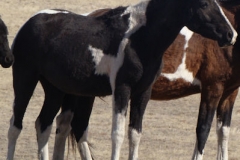 magpie rt frontish 11-2-12