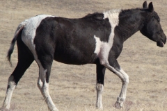 magpie rt walking mouth open 11-2-12
