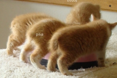 4 orange butts