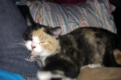 Lela snoozing on leg