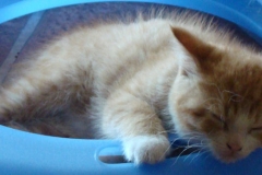 buddy crashed out on ball ring 7-2-11