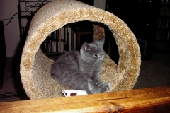 loki in carpet ring smug