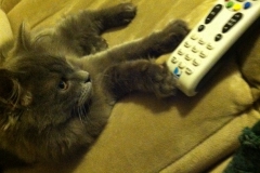meeko and remote