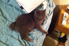 meeko on bed