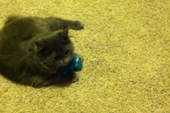 meeko with toy