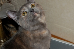 rosie