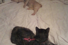 sheba and skeeter camping with new mom and dad
