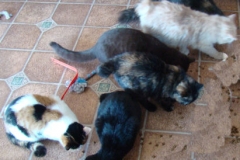 the gang 12-25-12