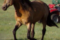 sun front leftish running 62808