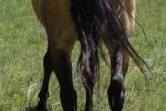 sun rear 6-28-09