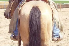 sun rearview under saddle