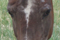 trixie face closeup 7-21-12