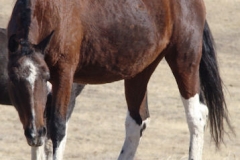 trixie left frontish 11-2-12