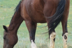 trixie left rearish eating 7-21-12