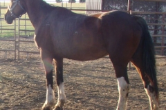 trixie left rearish posed 7-9-12