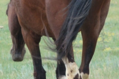 trixie rear leftish 7-21-12