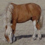A curly palomino stallion 