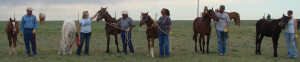 A group of new trainers prepare to release their yearling horse into a new pasture